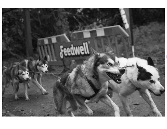 Castle Caldwell Sleddog Race