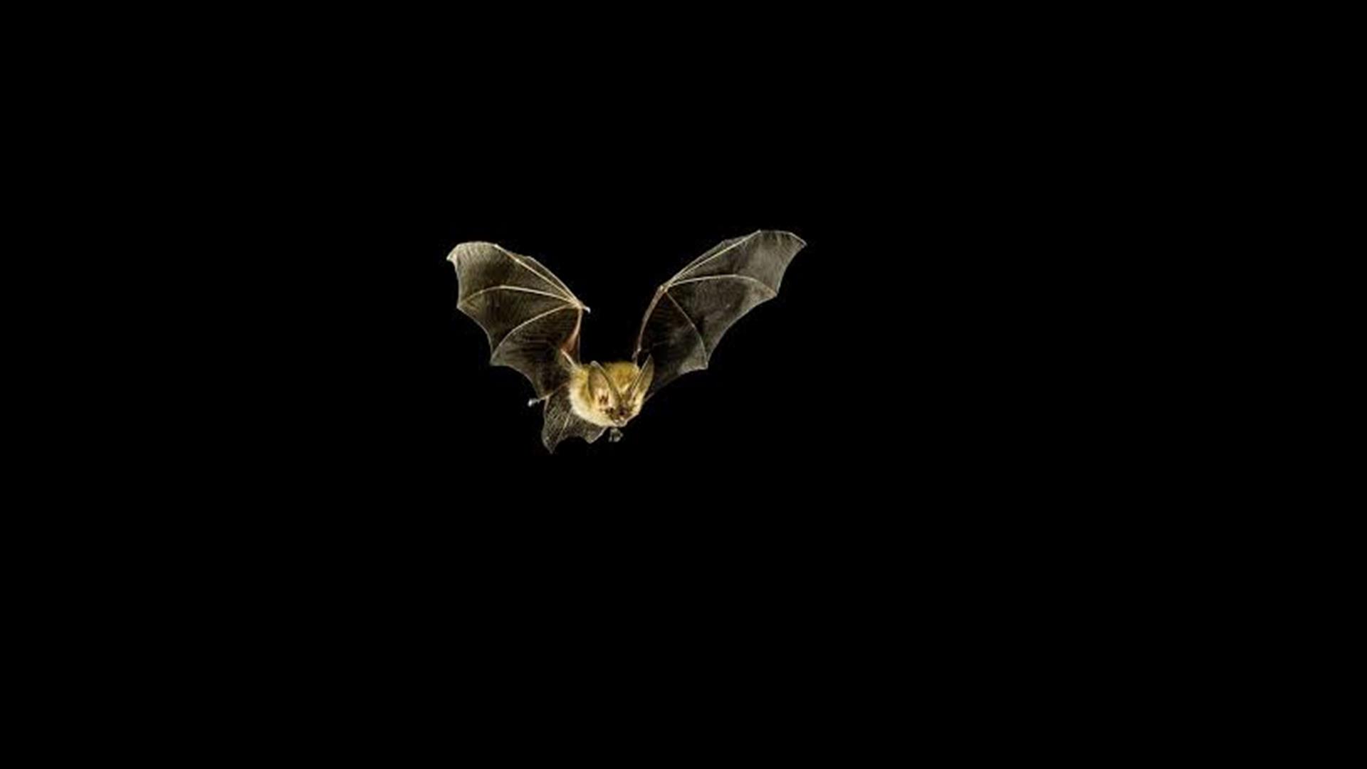 Bat in flight