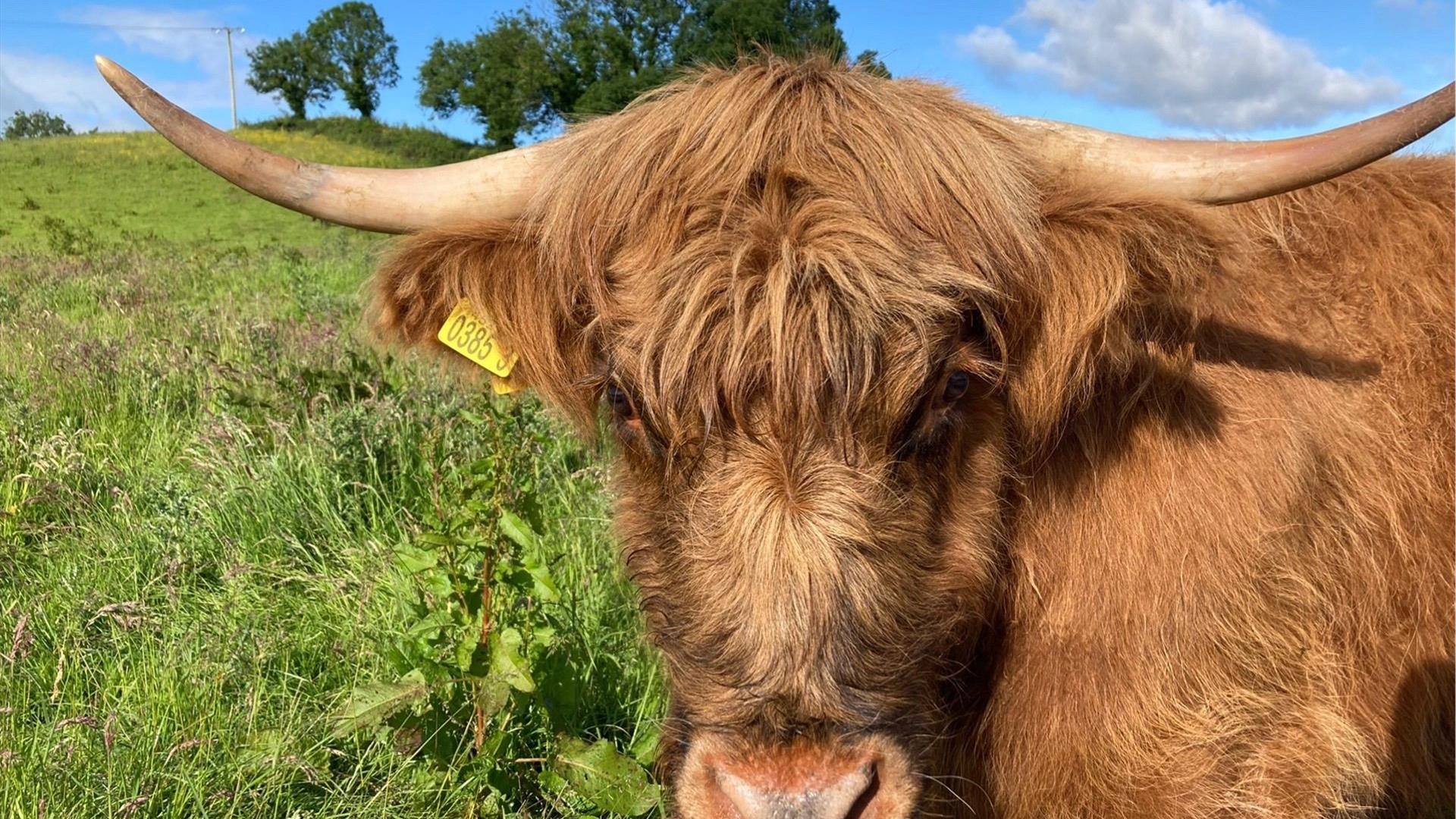 highland cow