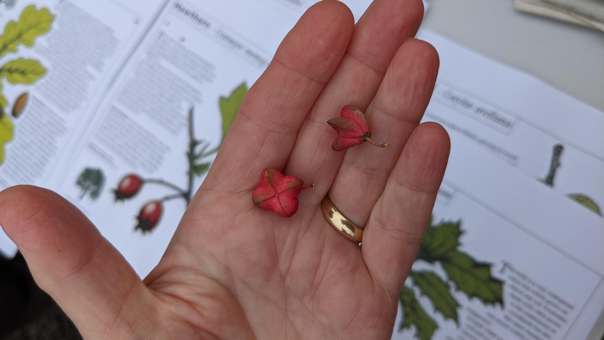 Seed Collecting