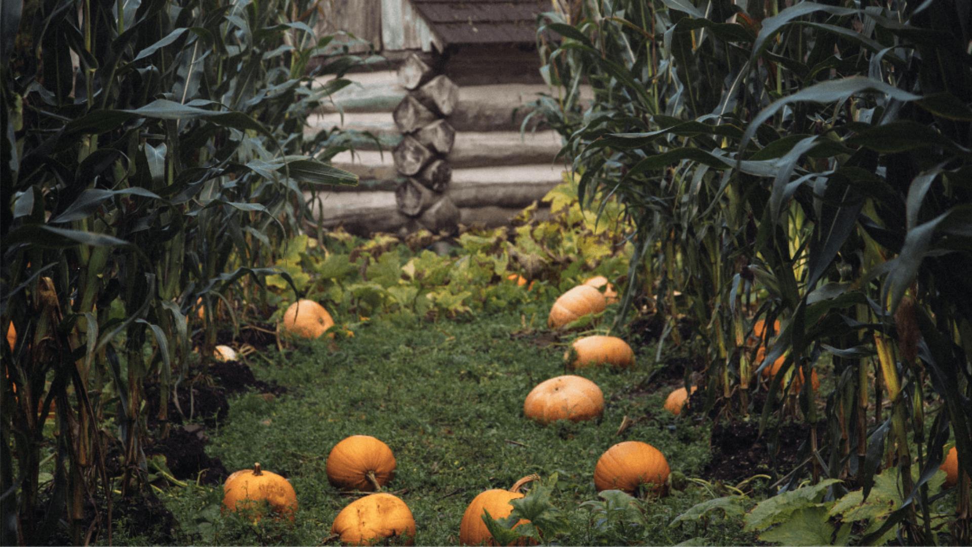 a crop of pumpkins at the folk park