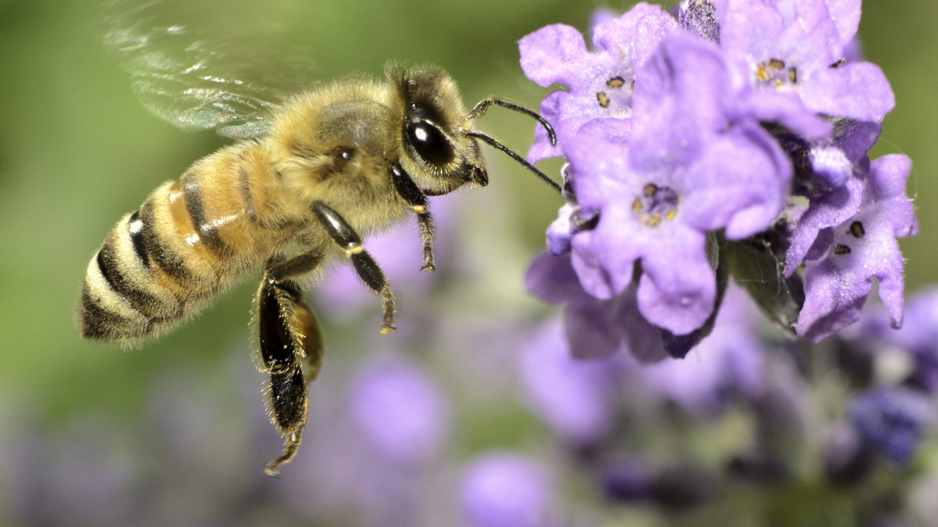 Talk: The Honey Bee & Beekeeping