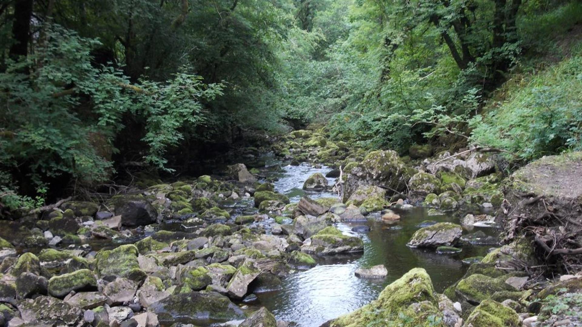 Claddagh Glen