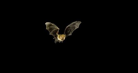 Bat in flight