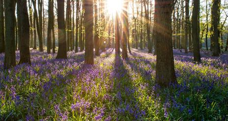 Bluebells