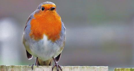 Robin. Garden Birds