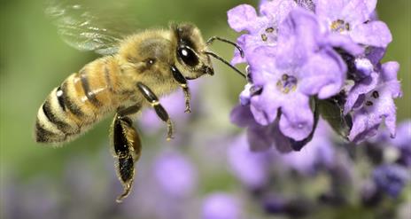 Talk: The Honey Bee & Beekeeping