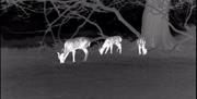 Deer by night vision camera