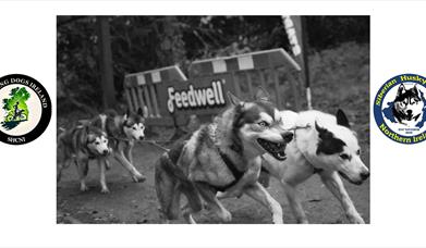 Castle Caldwell Sleddog Race