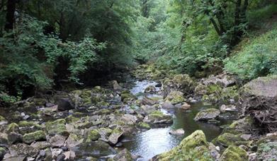 Claddagh Glen