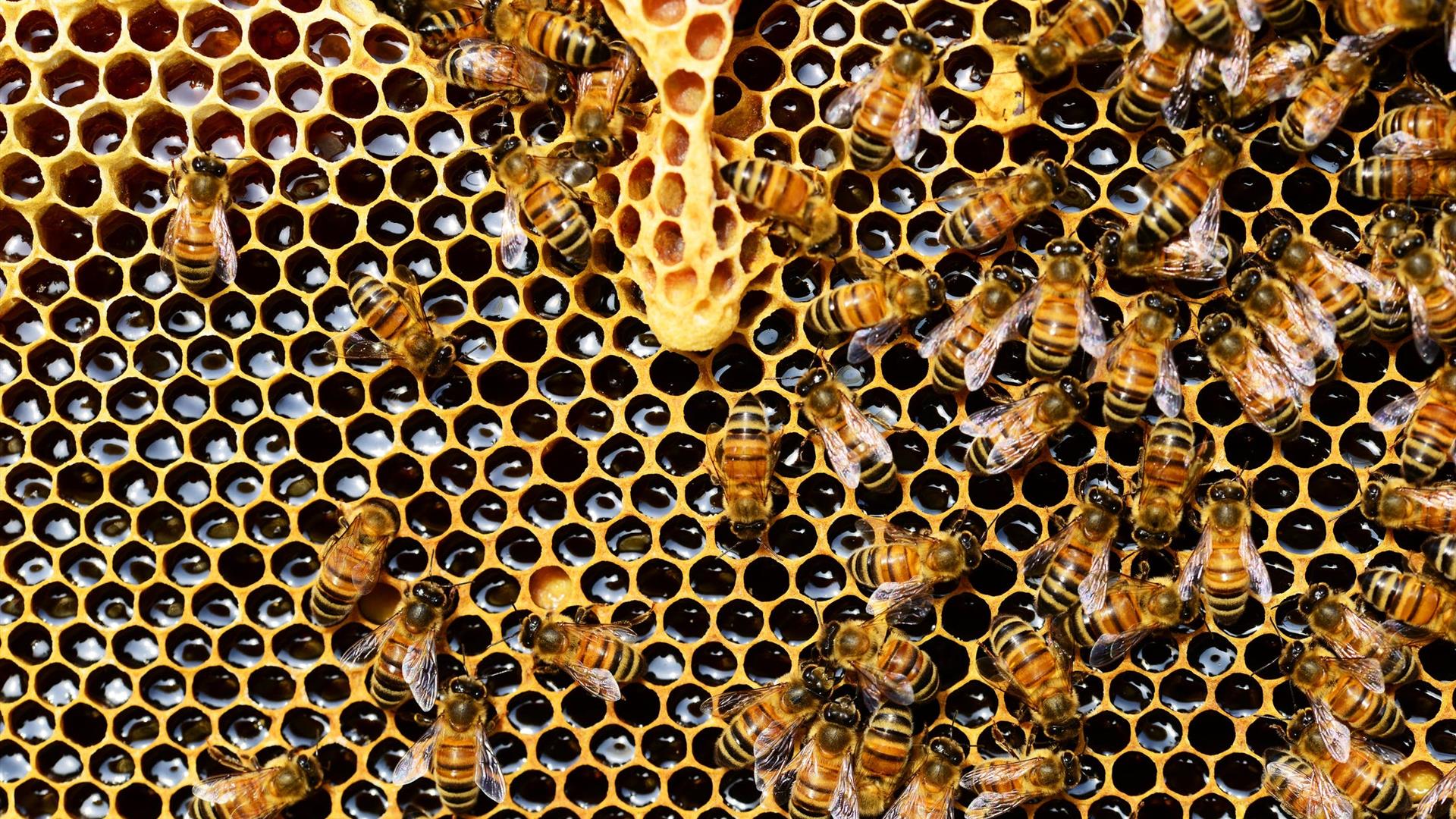 Beekeeping Beekeeping