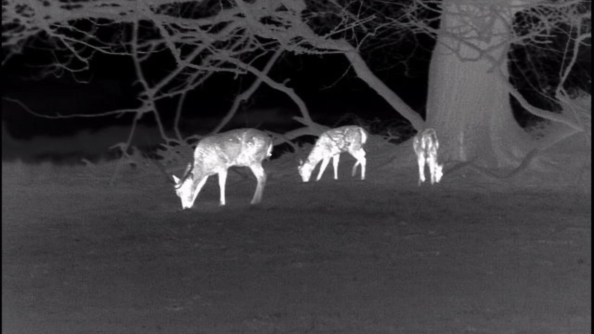Deer by night vision camera Deer by night vision camera