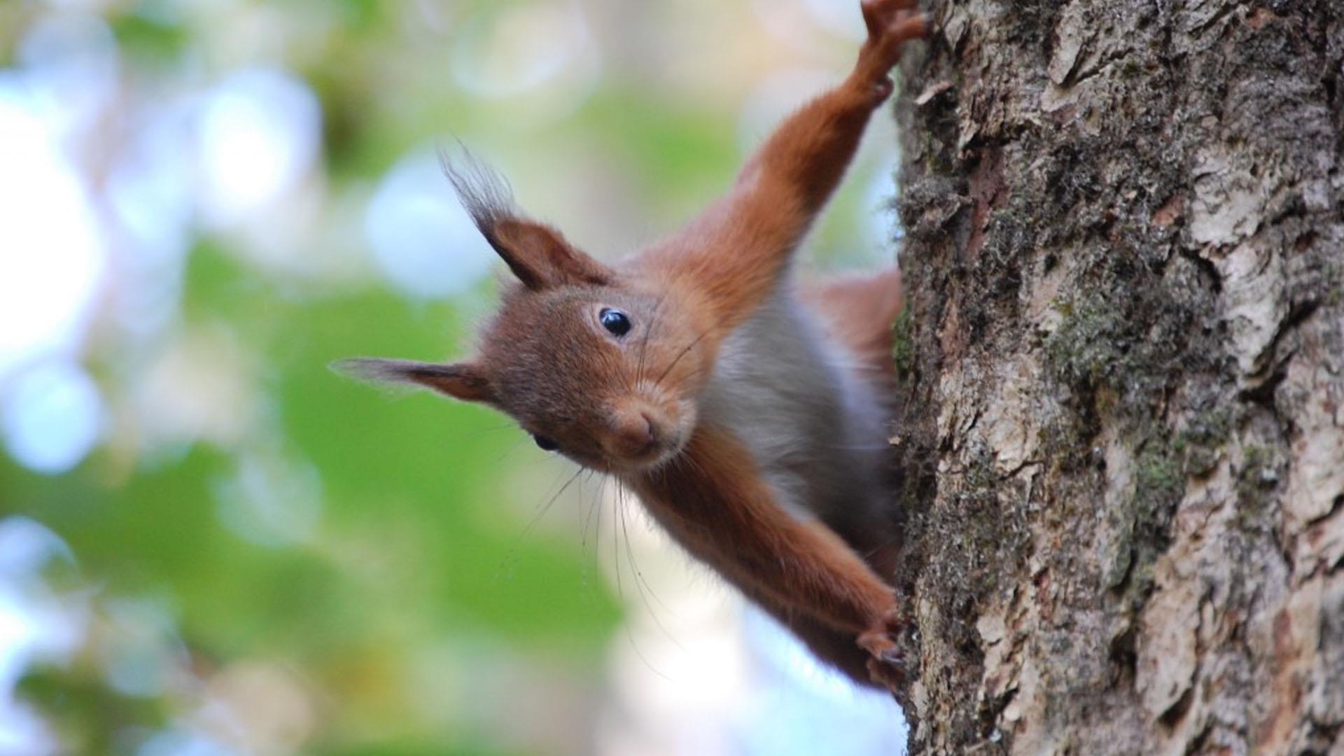 Red-Squirrel Red-Squirrel